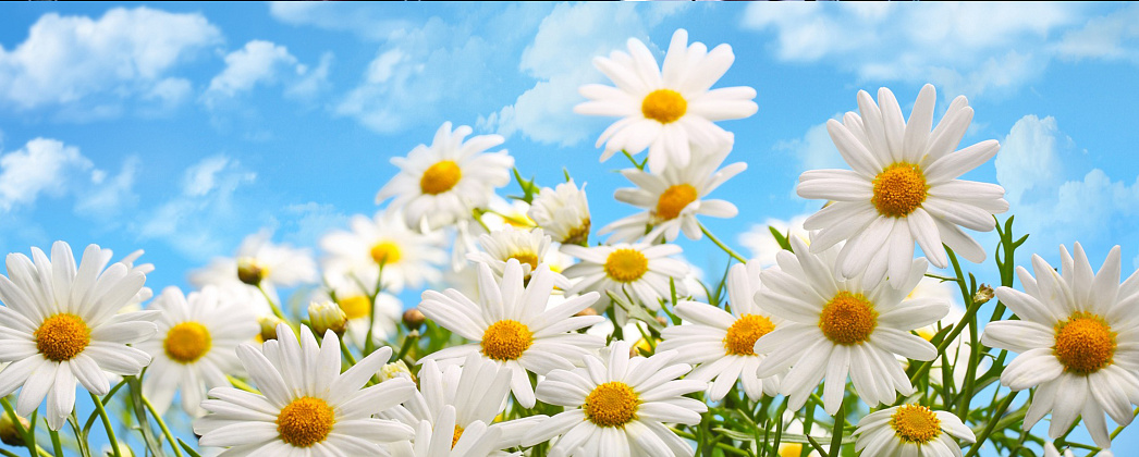 Клиника Евродон поздравляет с Днем семьи, любви и верности! 