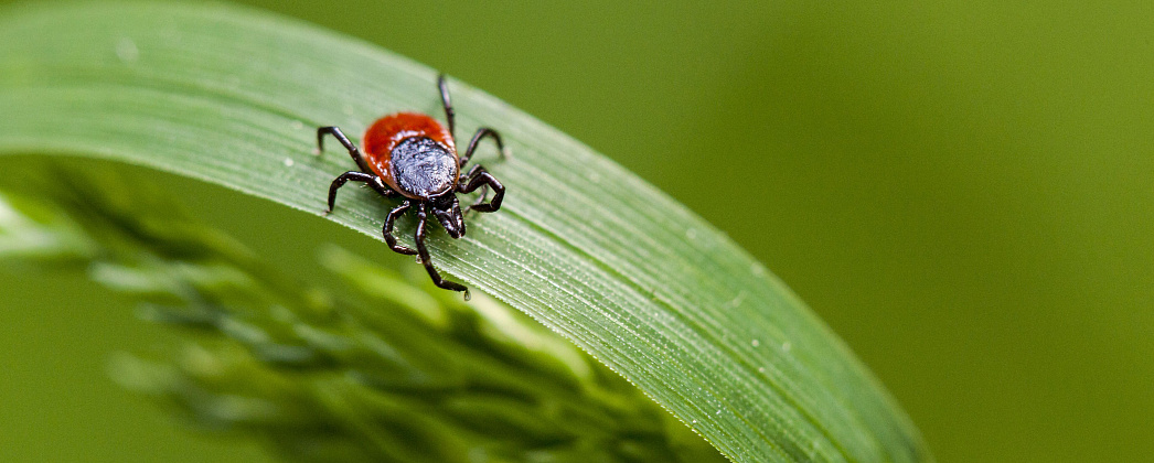 Вакцинация от энцефалита для детей: как защитить ребенка