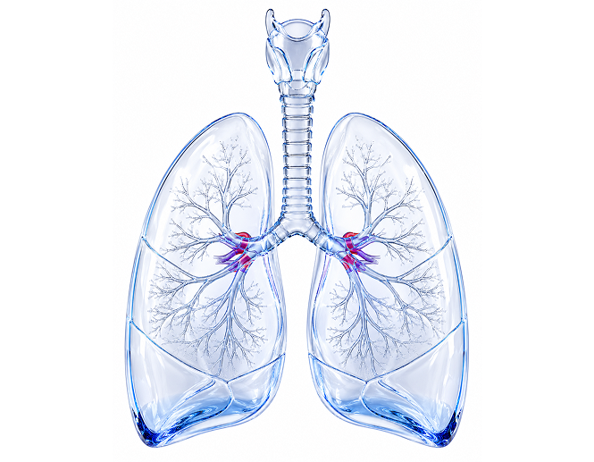 Pulmonologiya_Klinika_Evrodon